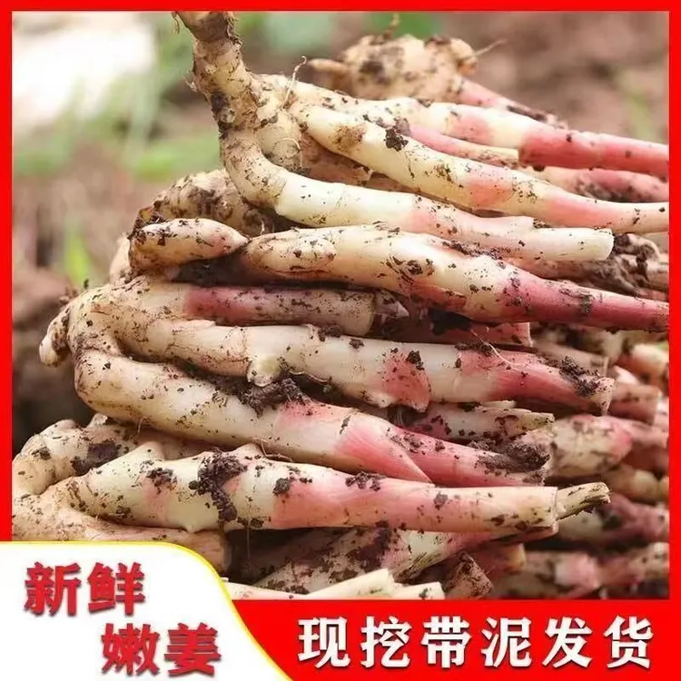 现挖现发安徽铜陵新鲜生姜嫩姜新鲜姜芽泡糖醋姜新鲜姜3/5斤包邮