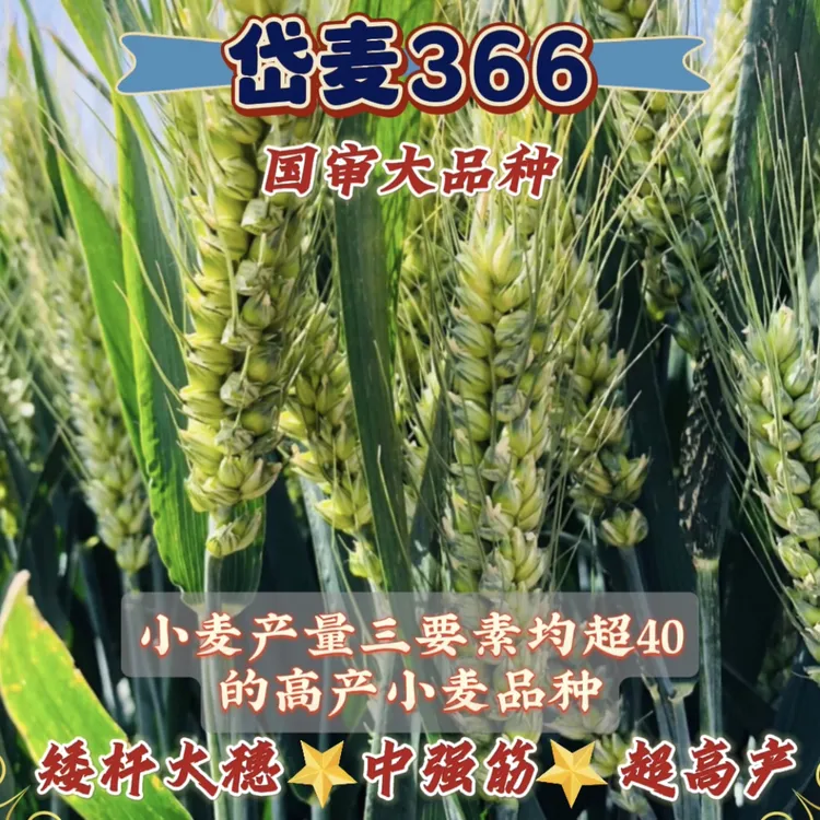 岱麦366耐寒耐旱矮杆大穗中强筋优质高产小麦种