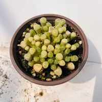 五十铃玉 满20包邮  多肉植物7厘米脱土发货湖南长沙星昊多肉基地