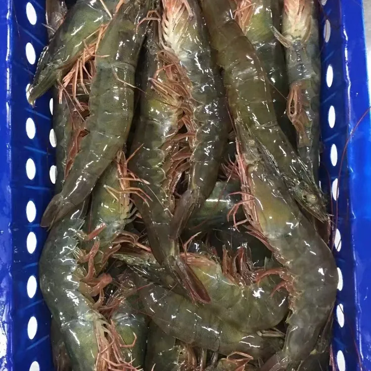 活冻大虾泰虾泰国大虾2.8斤净重顺丰包邮