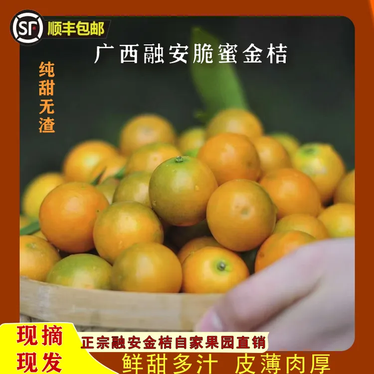 广西融安脆蜜金柑第三代脆蜜金桔新鲜时令水果纯甜无酸中果小果