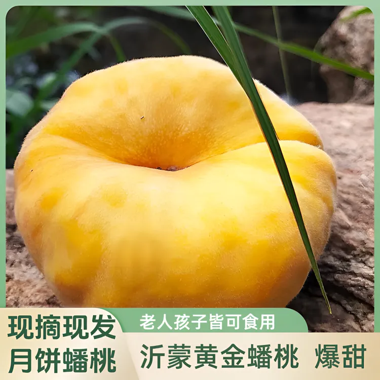 黑页岩沂蒙黄金毛蟠桃月饼桃精品大果页岩石生长脆甜新鲜坏果包赔