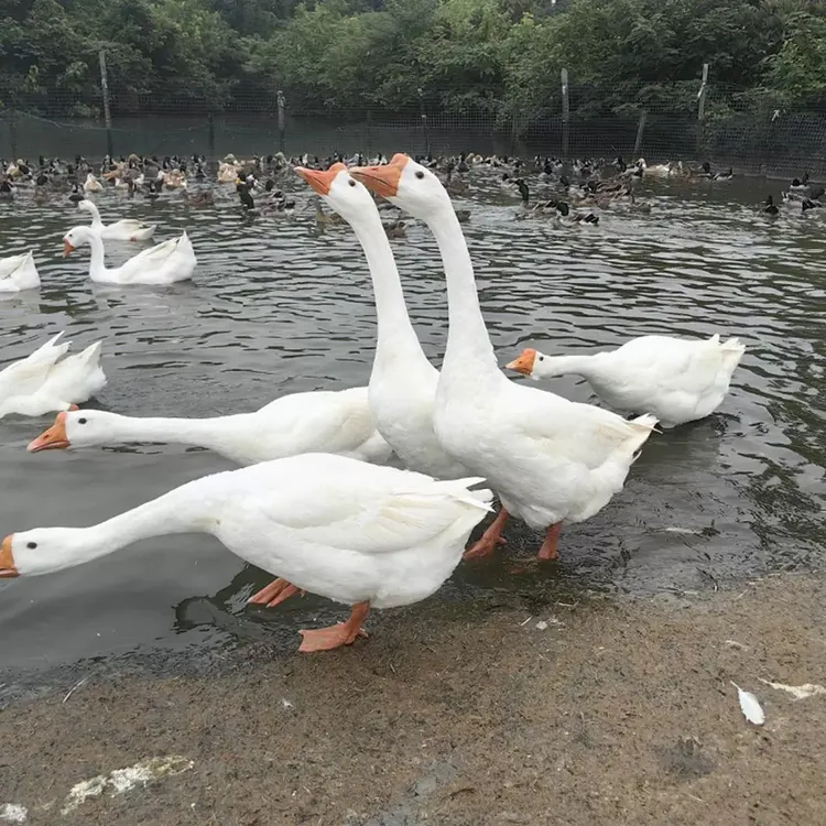 农村散养的笨大鹅（顺丰包邮速冻发货）