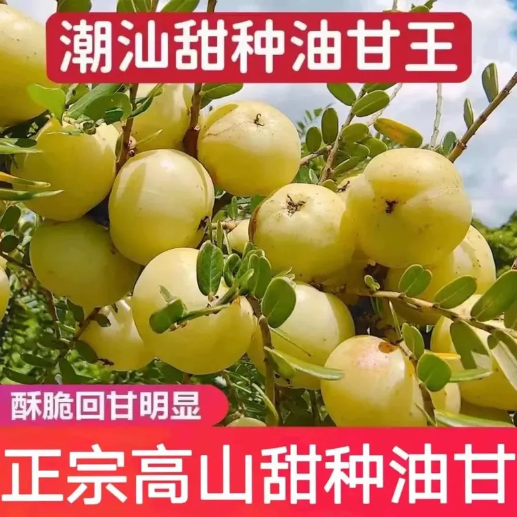 潮汕新鲜采摘崩坎油柑甜油甘油甘果当季水果孕妇水果榨汁滇橄榄果