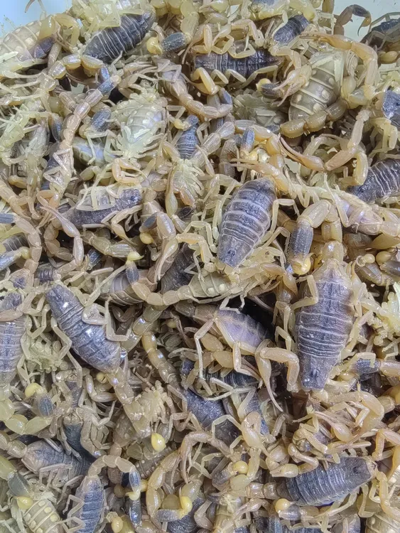 蝎子活体天然野性十足全蝎子煲汤入药油炸泡酒食用药用