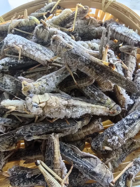 土蚂蚱活体速冻新鲜带翅膀蚂蚱