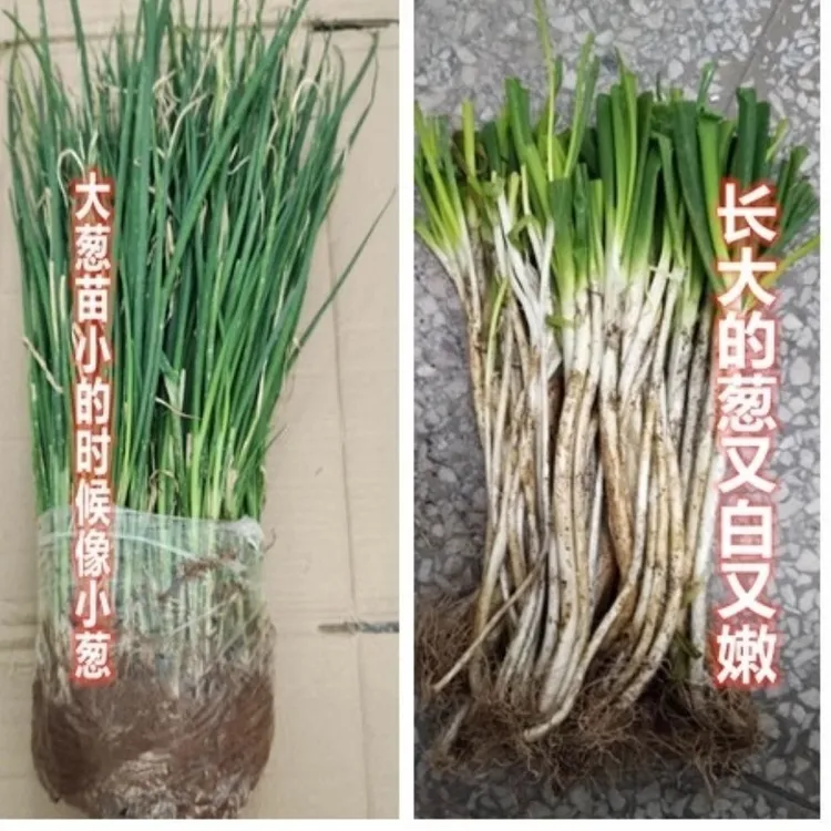 本地大葱苗葱黄秧苗四川葱黄苗子非铁杆大葱农家自留老品种葱苗子