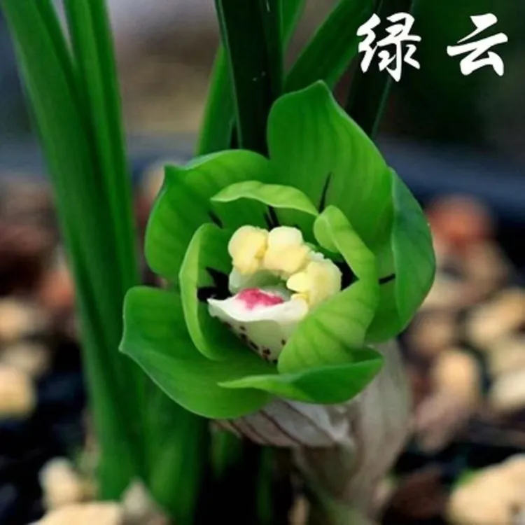 春兰矮种浓香（绿云）多瓣奇花兰花苗超好养开花香阳台室内兰花盆栽