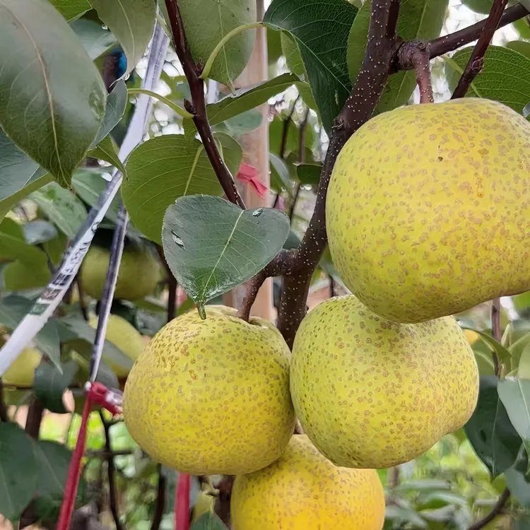 正宗莱阳梨慈梨百年老树