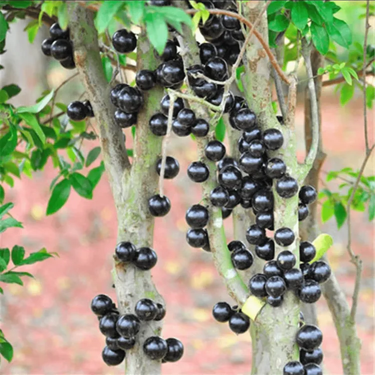 【嘉宝果种子】家庭阳台小院盆栽地栽四季种植易种易活