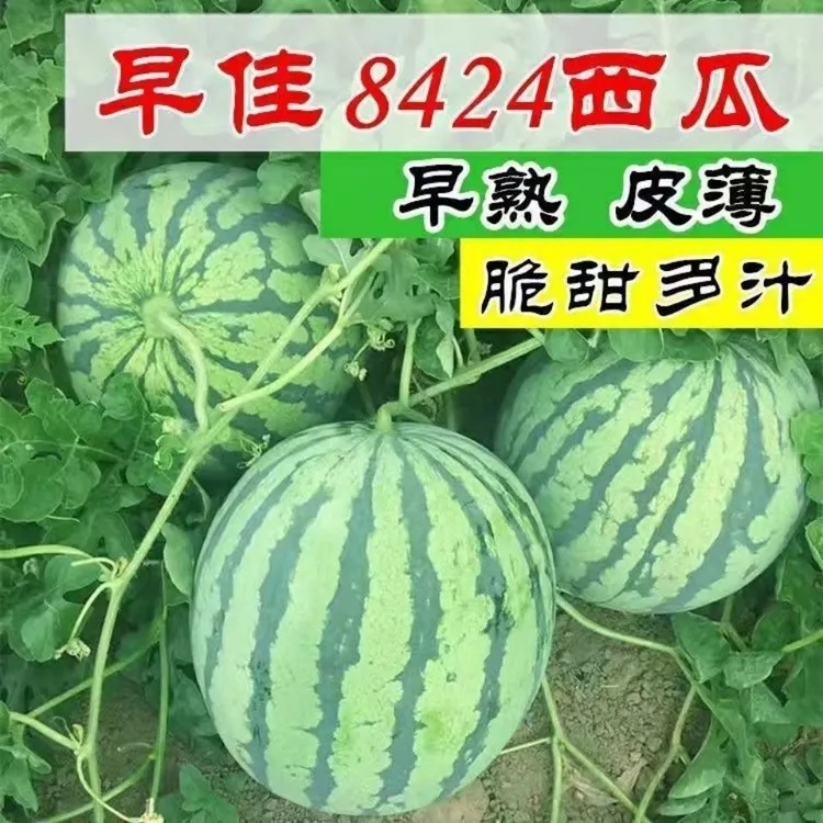 西瓜种子8424麒麟瓜薄皮甜大无籽西瓜种子新品种蔬菜种孑