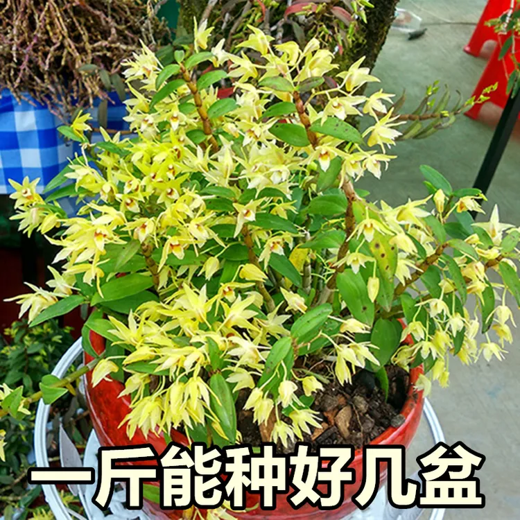 铁皮石斛会开花发芽家成活率高黄色花可食用