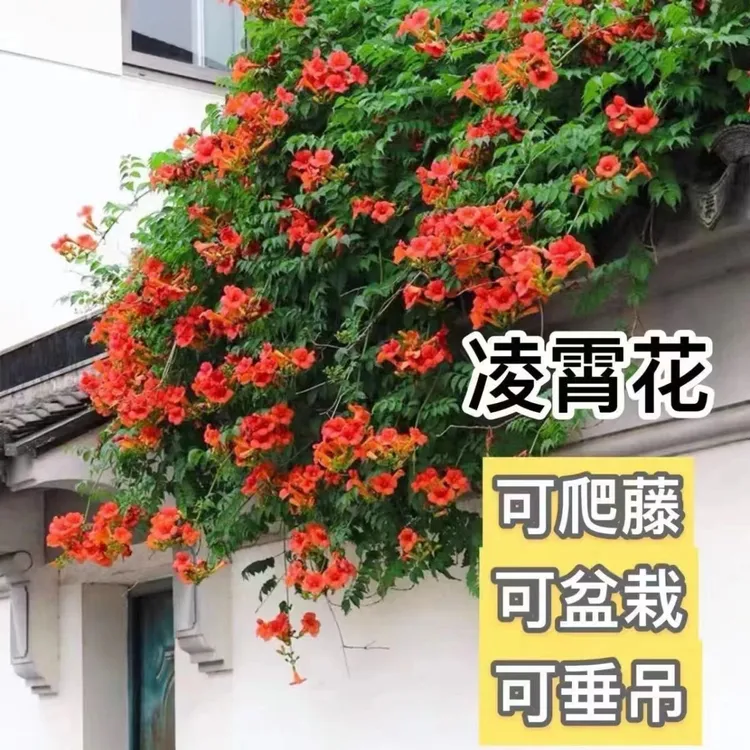 大花凌霄花苗爬藤植物花树苗老桩别墅庭院耐寒攀援爬墙花卉炮仗花