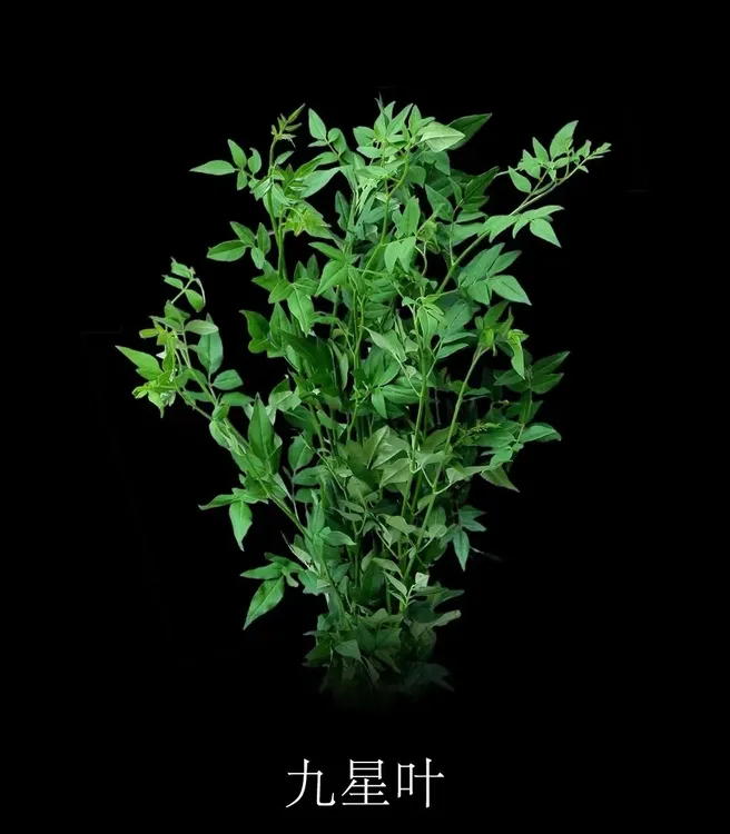 【网红九星叶】九星叶基地直发九星叶网红叶新鲜叶材好看节日鲜花
