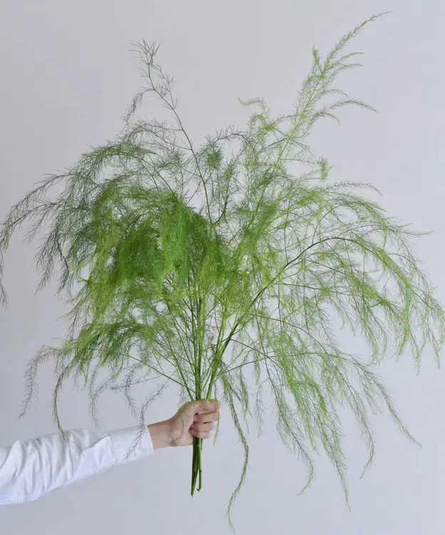 芦荀草婚庆鲜切花配草叶材花店鲜花
