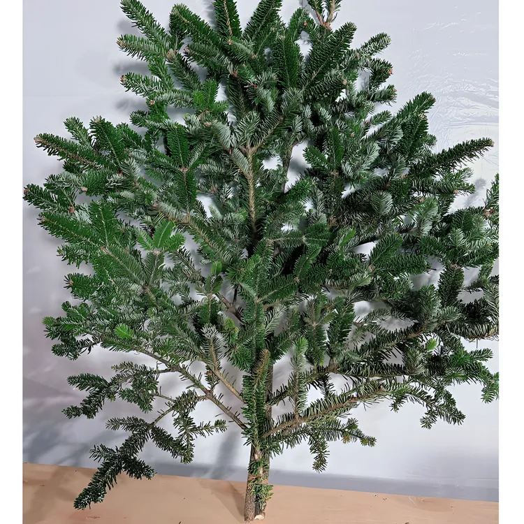 【圣诞来了】诺贝松鲜切枝鲜花圣诞必备配草叶材