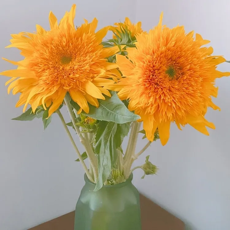 【梵高同款】泰迪向日葵重瓣多头新鲜水养鲜花玫瑰花婚庆情人节