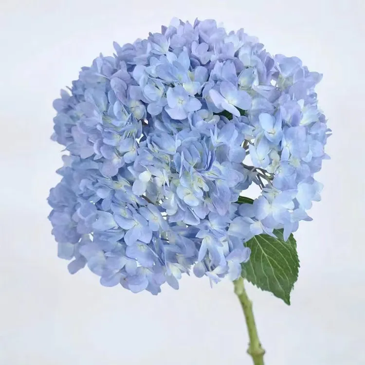 基地绣球鲜切花   包邮基地直发 婚庆节日新鲜发货