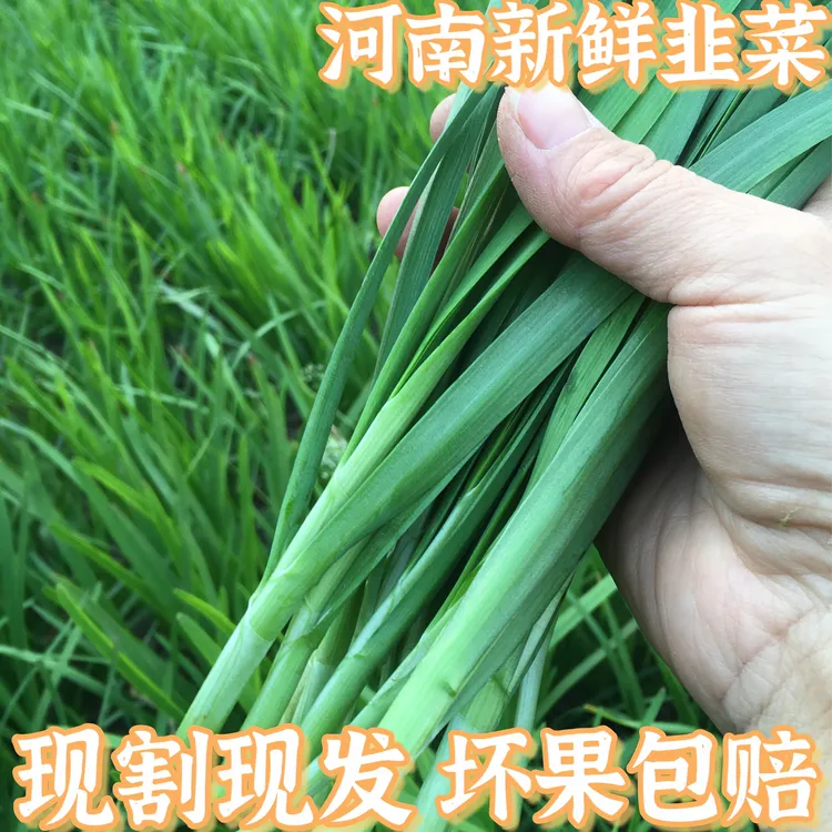 农家自种土韭菜1斤3斤新鲜韭菜食用应季蔬菜现割现发