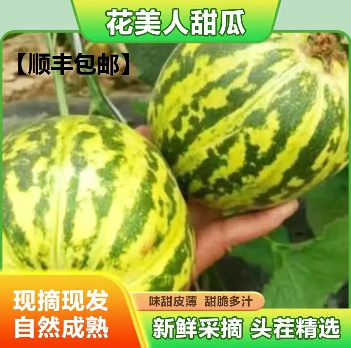 【顺丰包邮】山东特产花美人甜瓜青脆香甜新鲜采摘酥脆头茬甜脆