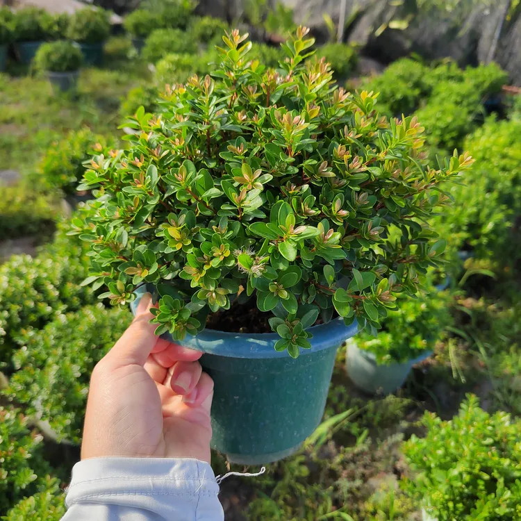 红芽小叶赤楠盆栽，四季常青好养易活