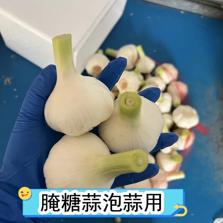 鲜蒜嫩蒜现挖现发山东白皮鲜蒜可腌糖蒜泡蒜湿蒜新鲜大蒜头