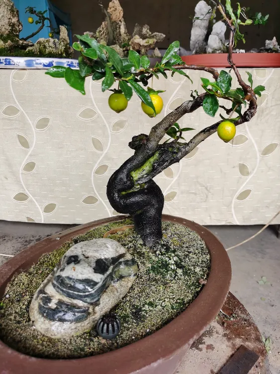 金弹子盆景，偏远地区不包邮