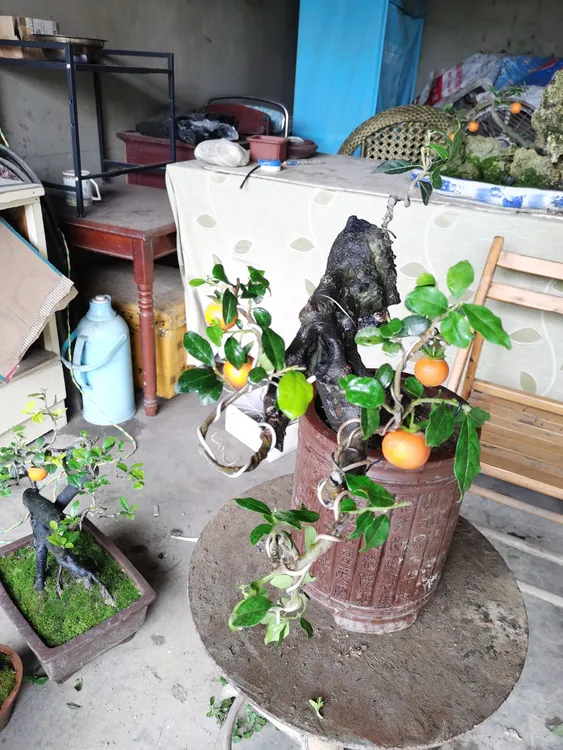 金弹子盆景，偏远地区不包邮