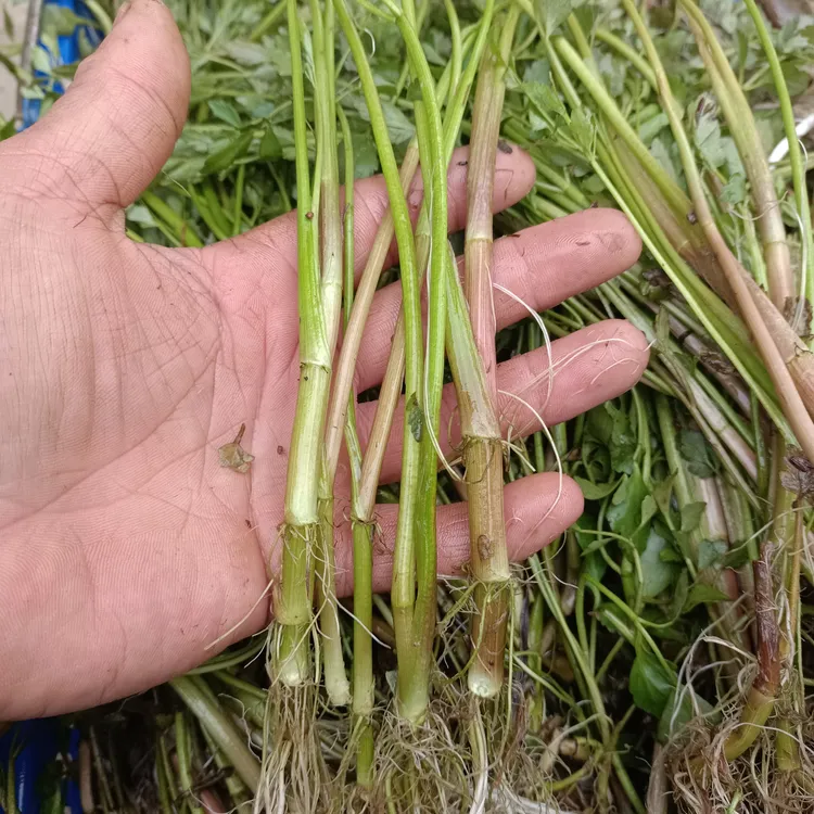 水芹菜苗  水芹菜种苗 老苗带根发货