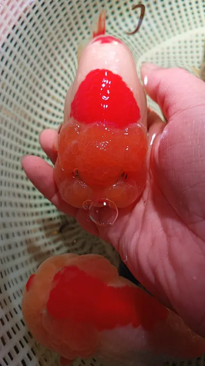 潘氏兰寿金鱼元宝体大头娃娃脸小可爱