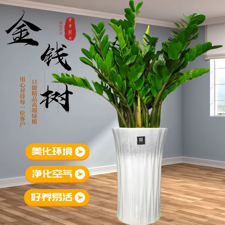 摆件金钱树盆栽室内绿植历史客厅办公室好耐活可净化空气盆景植物