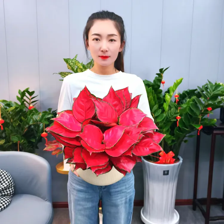 【花未眠】富贵红盆栽红红火火室内客厅卧室办公室好养观叶绿植盆栽