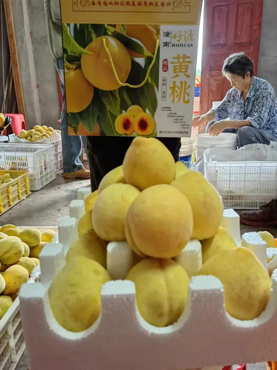 潼南好源黄桃采摘基地美味锦绣黄桃大果包邮新鲜果园精品营养