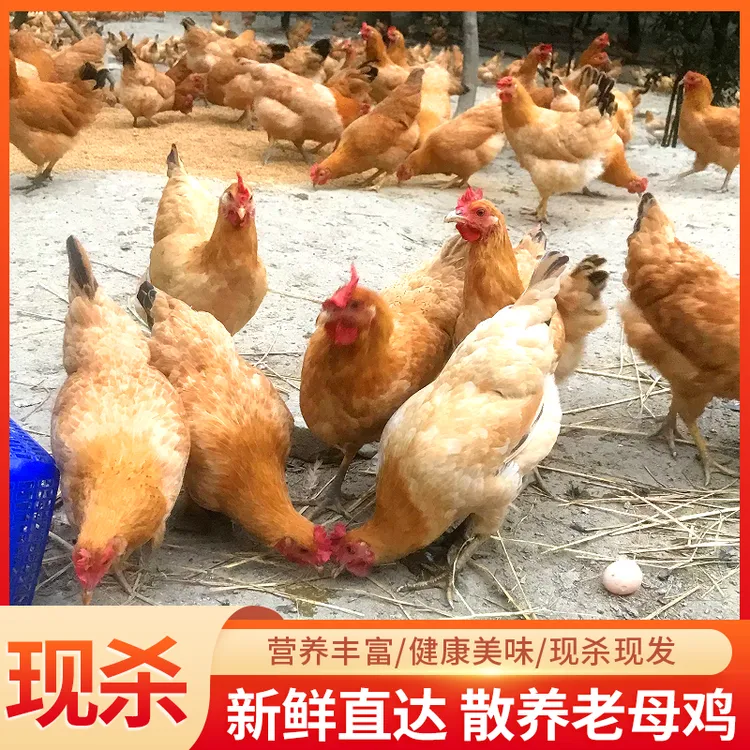 正宗土鸡老母鸡黄油老母鸡新鲜现杀农家散养走地鸡笨鸡整只月子鸡