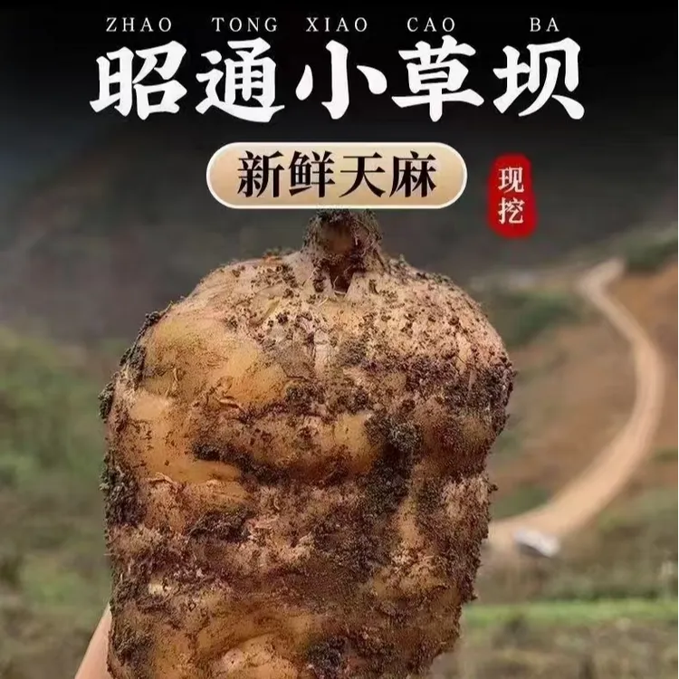 云南昭通小草坝新鲜乌天麻芋头