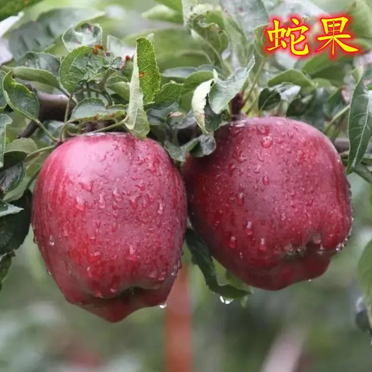 果树苗蛇果苹果树苗嫁接红苹果苗盆栽地栽南北方种植当年结果