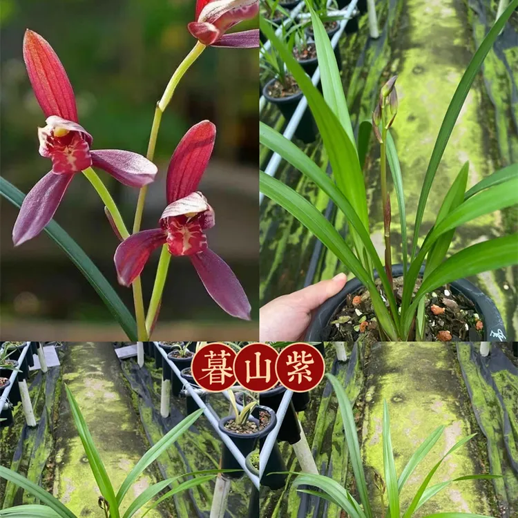 建兰【色花系列】合辑浓香精品兰花苗包正品绿植花卉盆栽许氏国兰