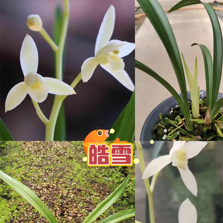 建兰【素花系列】合辑浓香精品兰花苗包正品绿植花卉盆栽许氏国兰