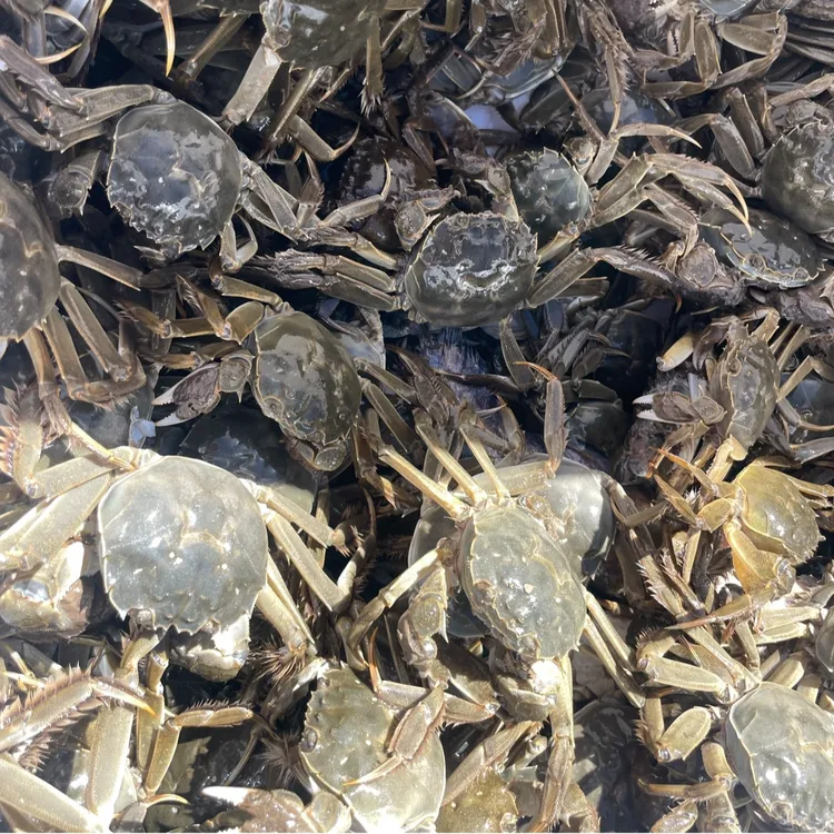 甘肃祁连山雪水养殖河蟹公母混装单只1.4-1.7两不绑腿网兜2斤/3斤