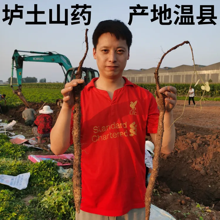 焦作铁棍山药温县垆土怀山药软糯香甜营养新鲜现挖产地直发1-5斤