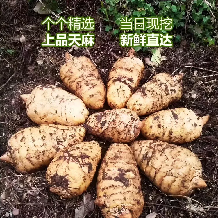 原产地云南昭通小草坝天麻原生态品质乌天麻煲汤 1-5斤湿新鲜天麻
