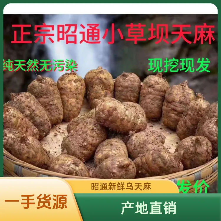 品质精选昭通小草坝三年野外种植新鲜天麻坏果包赔原生态煲汤炖肉