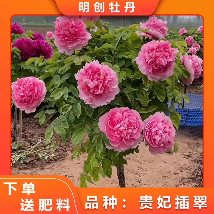 【贵妃插翠独杆】十大名品之一重瓣大花庭院种植