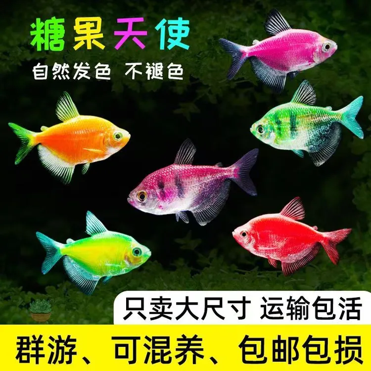 【10色天使组合】观赏鱼群游懒人小型淡水好养耐活红天使老虎热带鱼