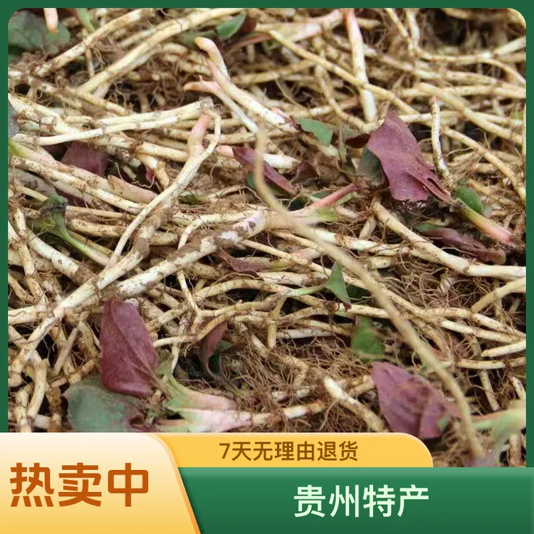 现挖折耳根新鲜鱼腥草凉拌蕺菜节节根则耳根 1-5斤贵州特产包邮