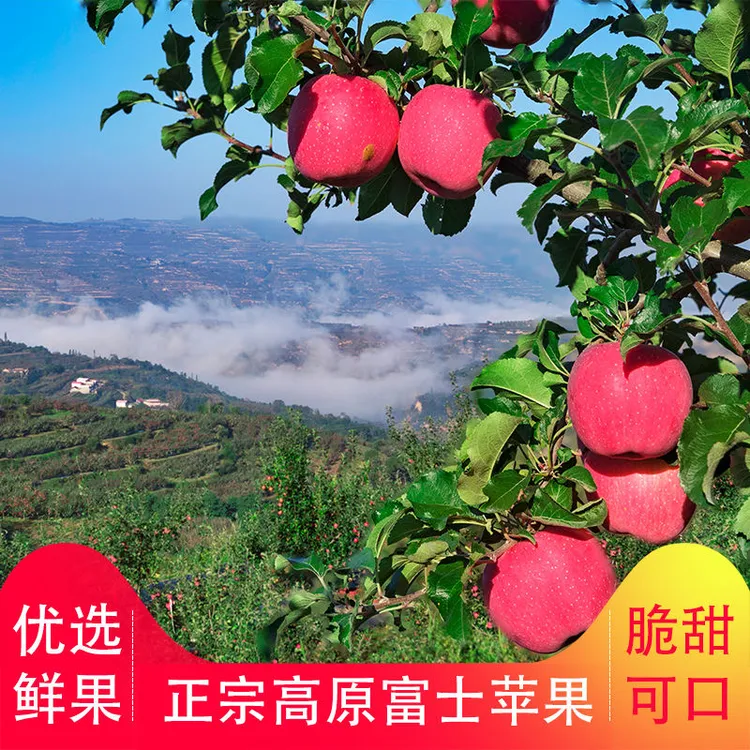 甘肃天水高原红富士新鲜苹果冰糖心苹果脆甜多汁产地直发现采现摘