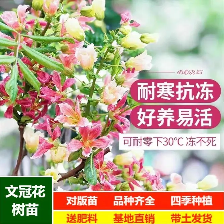 七彩文冠花树苗文官果苗状元花树庭院南方北方种植耐寒抗旱品种