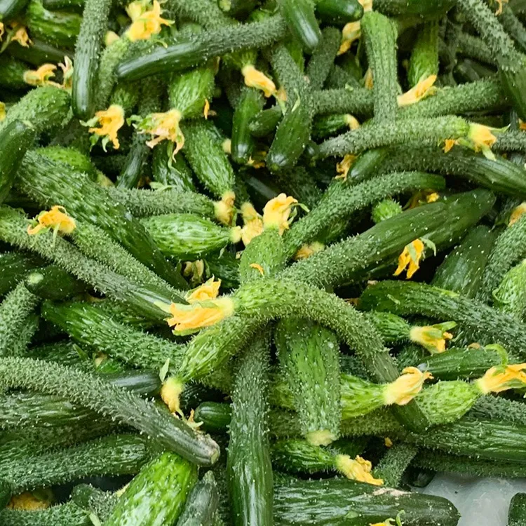 小黄瓜新鲜小黄瓜扭小青瓜新鲜黄瓜手指粗细腌制咸菜下饭菜3/5斤