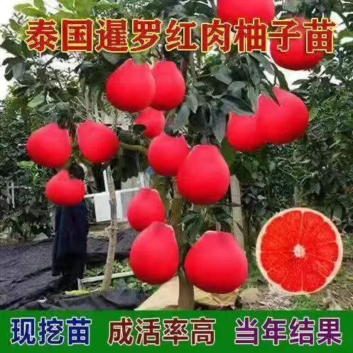 暹罗红柚子树苗南北方地栽特大果树果苗盆栽嫁接柚子树苗带叶带土