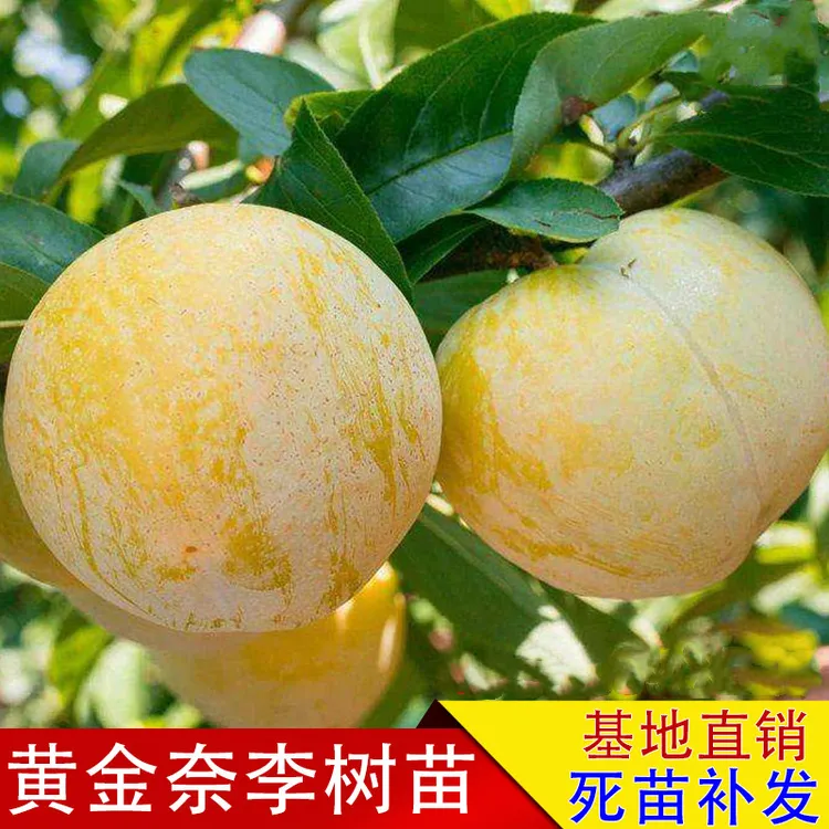 黄金奈李苗 南方北方种植黄金李子苗 嫁接李子树苗地栽当年结果